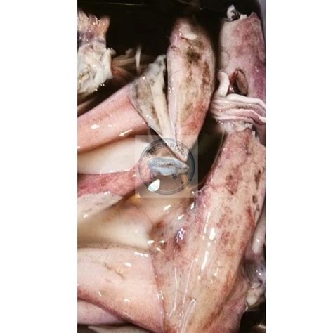 Jual Cumi Bakar Segar Fresh Bangka Squid Shopee Indonesia