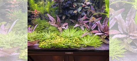 Криптокорина фламинго купить в Москве | Животные и зоотовары | Авито