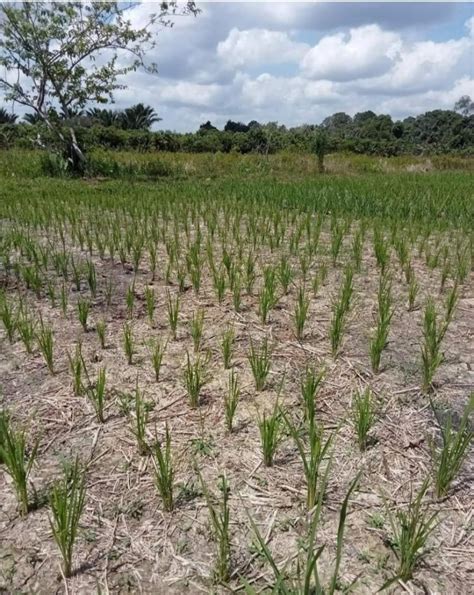 Lebih Tahan Saat Kemarau Petani Bengkulu Pilih Tanam Sawit Daripada