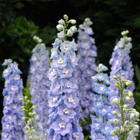 Raider Blue Delphinium Flower Seed Savers Exchange