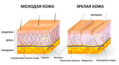 Крем с коллагеном | Антивозрастной уход за лицом - Biodroga Ukraine