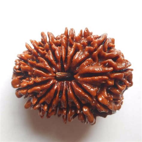 Buy Chaturdasha Mukhi Face Rudraksha Mukhi Original Nepal