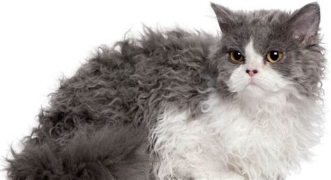 Selkirk Rex Caratteristiche Della Razza Di Gatto