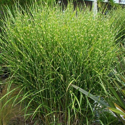 Miskant 'Strictus' | Szkółka Roślin Zakliczyn