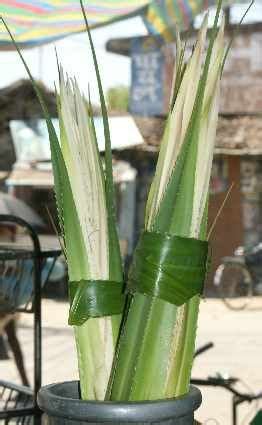 Kewra flowers (Pandanus odoratissimus, kewda, keora) | Amazing flowers ...