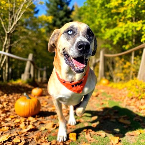 animal shelter elizabethton tn 1