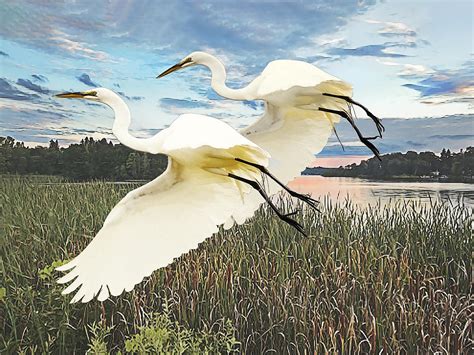 Snowy Egrets Flying Over The Marsh At Sunset Painting By Elaine Plesser