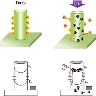 A Schematic Illustration Of The Respective Light Trapping Mechanisms