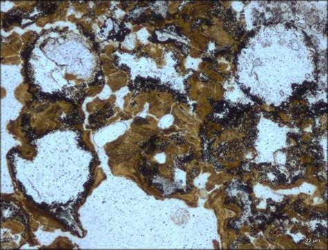 First Evidence of Life on Land Discovered in Australian Rocks Could ...