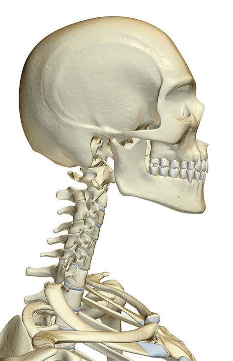 The Bones Of The Head, Neck And Face #1 by MedicalRF.com