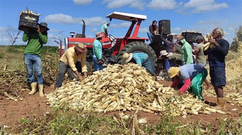 Agricultores Do Sert O Do Cear Fazendo A Debulha De Milho No S Tio