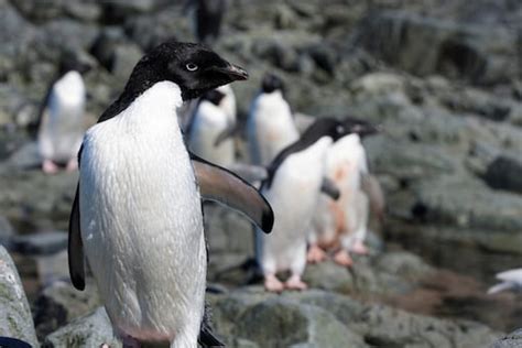 Worst Bird Flu Outbreak Reaches Antarctica, Poses Threats to Penguins ...