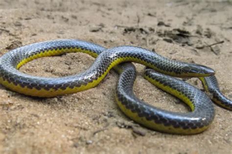 22 Rare Purple Snakes You Never Knew About With Pictures Facts