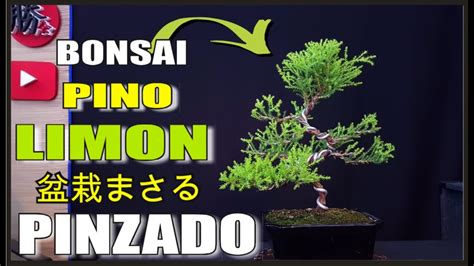 PINO LIMÓN CIPRÉS LIMÓN BONSAI COMO HACERLO PARA QUE NO