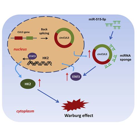 Circular Rna Circcul Accelerates The Warburg Effect Progression Of