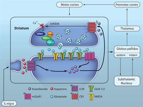 Figure From Group Mglur Dependent Synaptic Long Term Depression