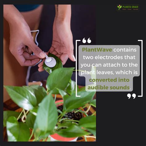 Is PlantWave Fake? Or Is It Legit? [Debunking Internet Mystery]