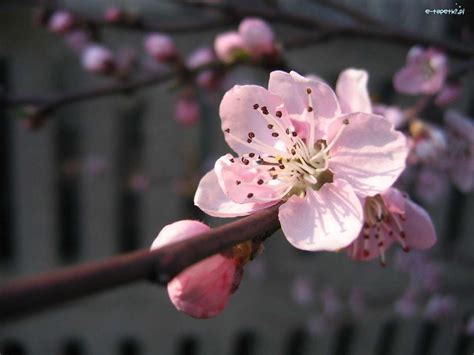 Flor De Cerezo Rompecabezas En L Nea