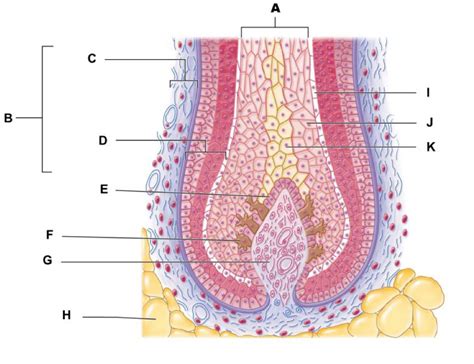 Hair Follicle Diagram Quizlet