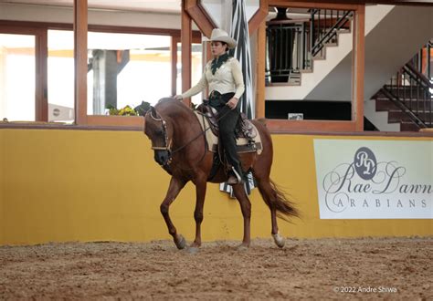 Maior Exposi O Do Cavalo Rabe Da Am Rica Latina Ser Realizada Em