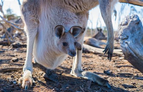 Australias Most Iconic Animals Kangaroo And Koalas — Exploreengage