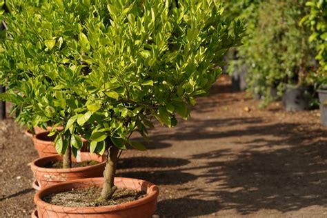 How to Grow and Care for a Lime Tree