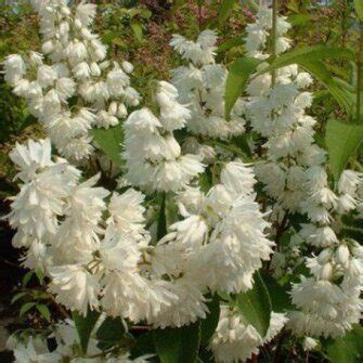 Лиственные, хвойные деревья и кустарники стр.3