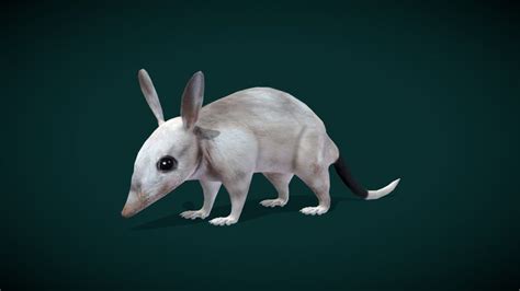 Bilbies 3d Models Sketchfab