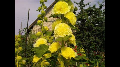 Шток - роза. Многолетние цветы мальва. Бабочка, музыка Сергея Чекалина ...