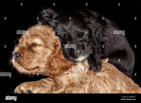 Cocker spaniel puppies sleeping Stock Photo - Alamy