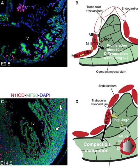 Endocardial Notch Activity Is Required For Ventricular Chamber