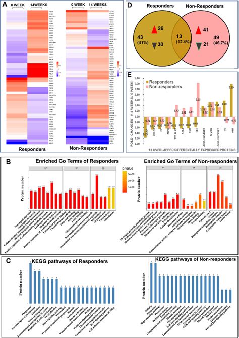 Results From Quantitative Proteomic Analysis Screened From Itraq Were Download Scientific