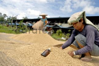 Dua Orang Suku Dayak Iban Menampi Gabah Di Kapuas Hulu DATATEMPO