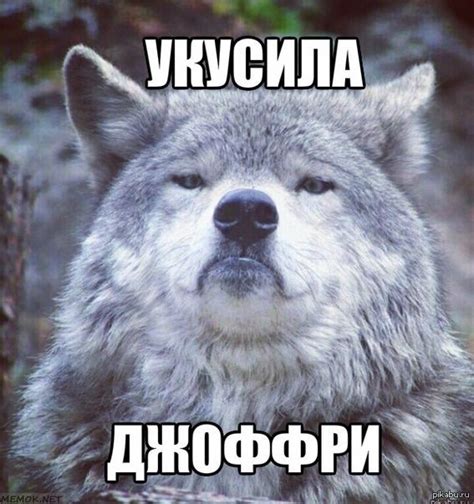 Баянистый волк | Пикабу