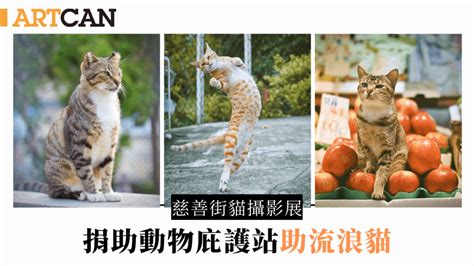 慈善街貓攝影展｜大會堂bistrocity辦香港街貓攝影展 捐助動物庇護站助流浪貓