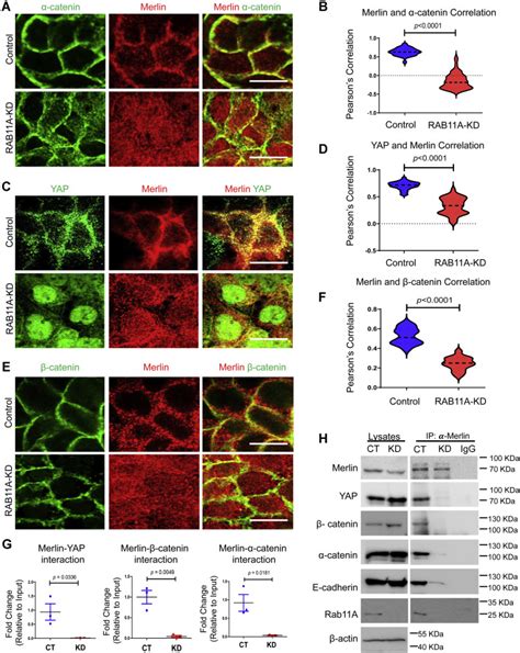 Rab A Mediated Yap Localization To Adherens And Tight Junctions Is