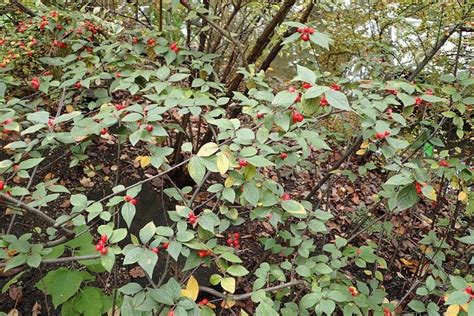 Hollyberry Cotoneaster Cotoneaster Bullatus Growing Guides