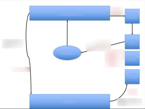 Diagram of Cerebellum | Quizlet