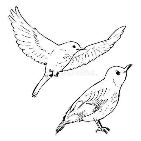 Thrush Bird Ink Drawings. Wildlife Animals Line Illustration. Stock