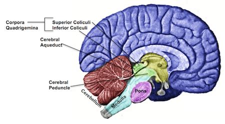 Midbrain | Anatomy, Function & Structures - Lesson | Study.com