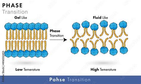 Phase transition mechanism in Phospholipids of plasma membrane at ...