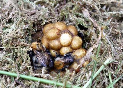 The Bumble Bee Life Cycle A Description Photos And Video