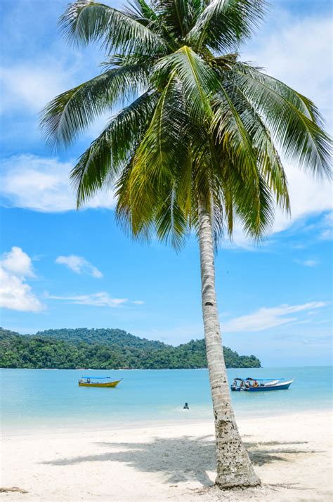 Palm Tree on the Beach in Malaysia - Entouriste