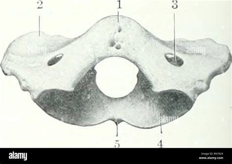 Intervertebral Foramen Banque De Photographies Et Dimages Haute