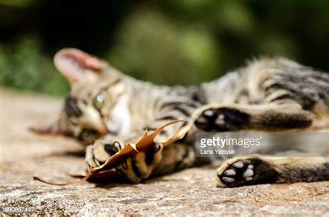 190 Playing Cat And Mouse Stock Photos High Res Pictures And Images