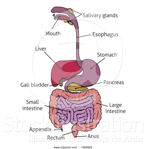 Vector Illustration Of Human Gastrointestinal System Gut Digestive