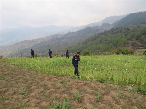 रोल्पामा ३२० रोपनीमा लगाइएको अफिम खेती नष्ट लुम्बिनी कान्तिपुर समाचार