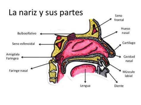 Lista Completa Con Las Partes De La Nariz ¡¡para Estudiar