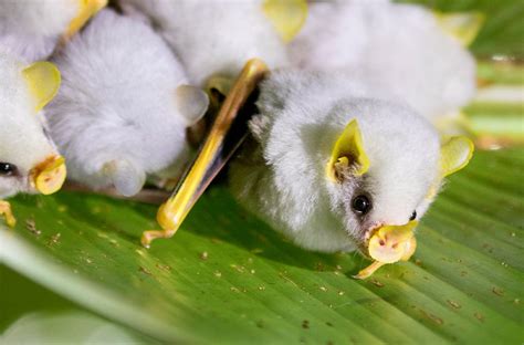 Animaux Surprenants Ladorable Chauve Souris Blanche ICI Explora