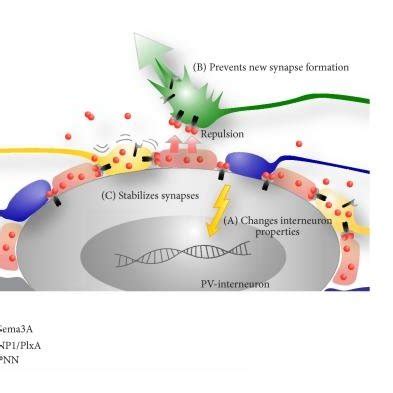 Schematic View Of Possible Roles For Sema3A In PNN Related Plasticity